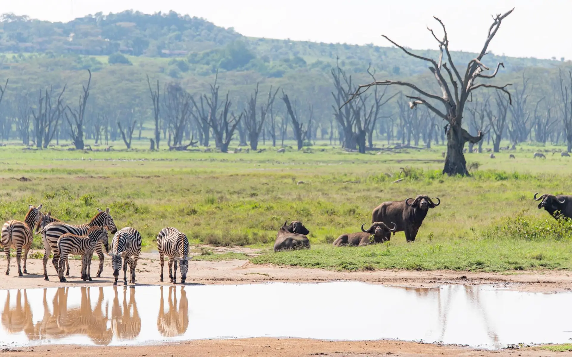 Wildlife and scenic views expected on an Iten to Lake Nakuru National Park safari