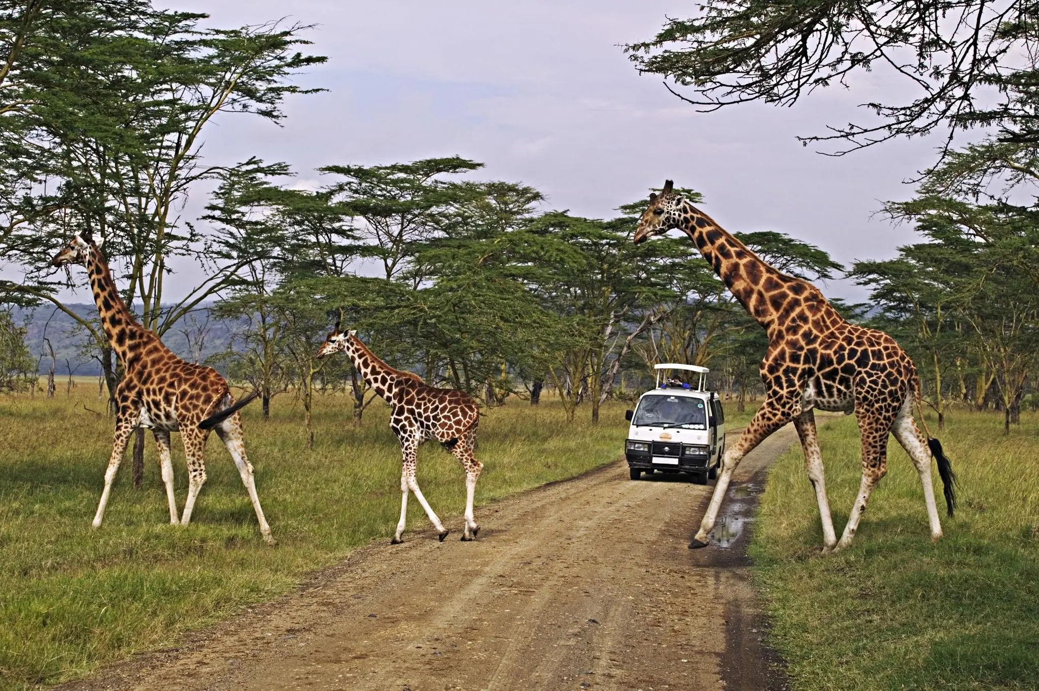Athletes from Iten travelling to Lake Nakuru National Park for a safari