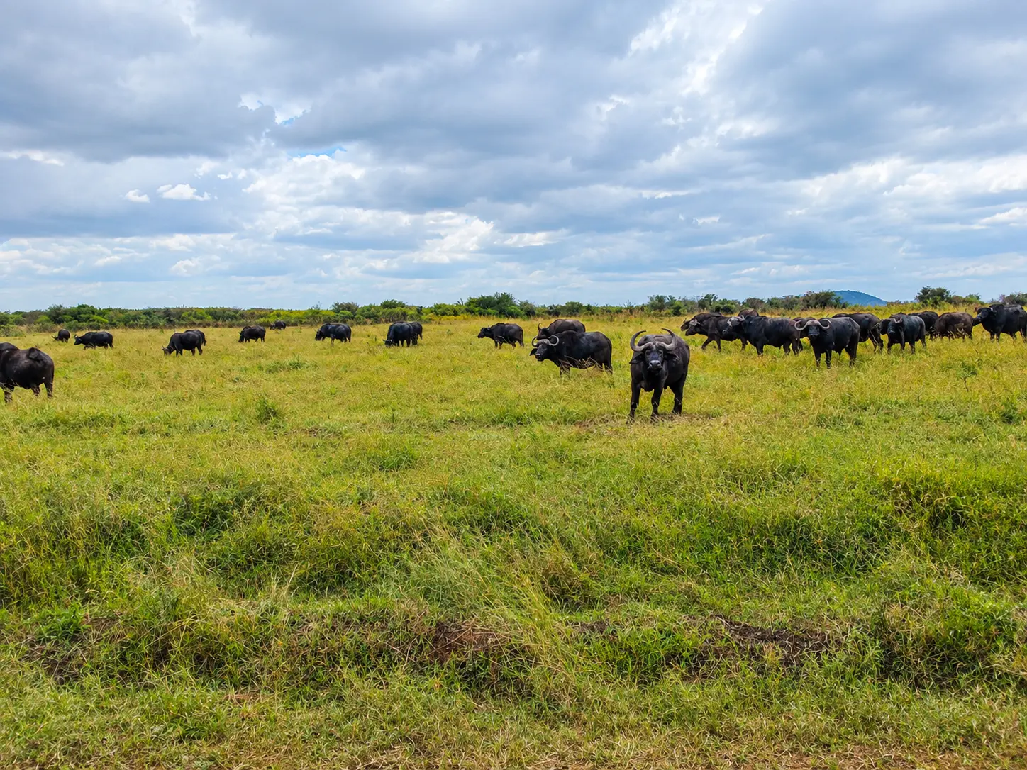 African buffalo in Maasai Mara National Reserve