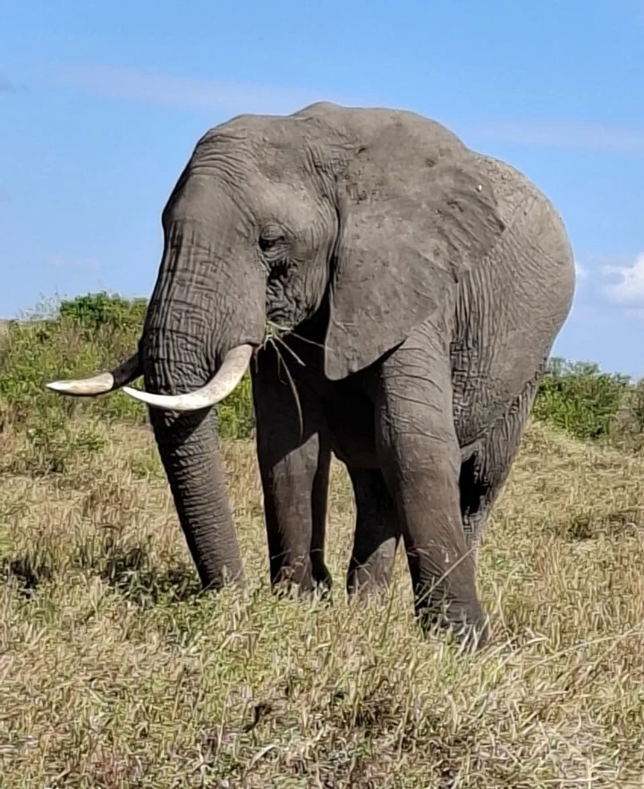 Elephant in Maasai Mara National Reserve