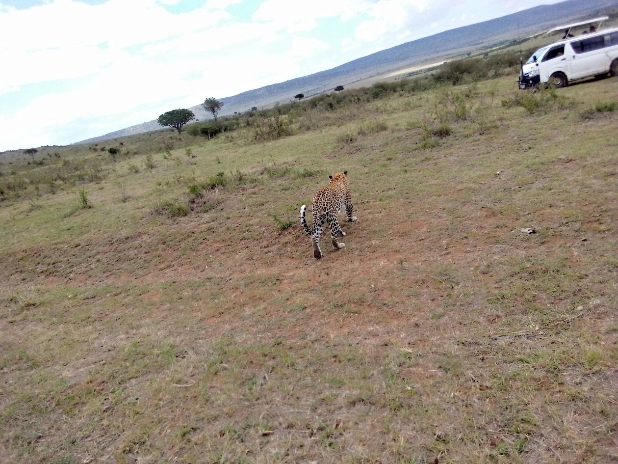 Leopard in Maasai Mara National Reserve