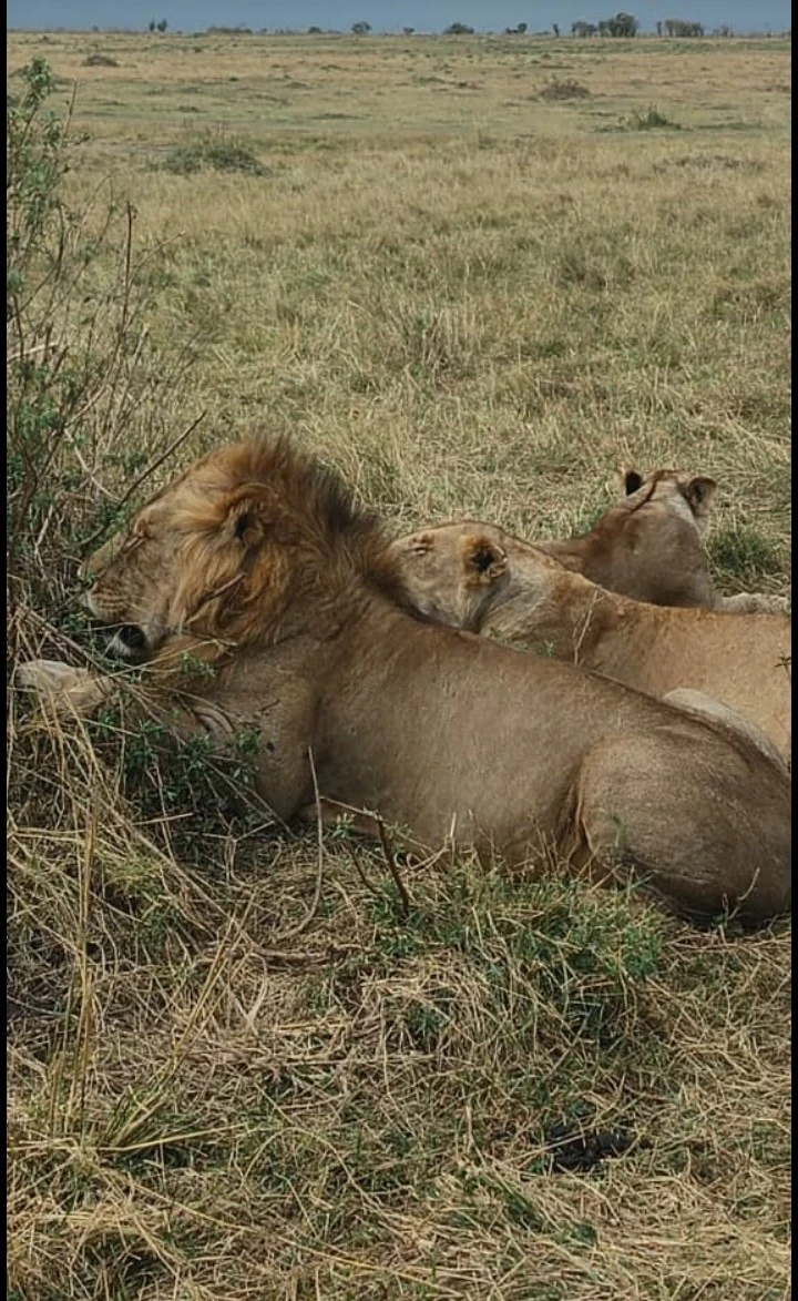 Lion in Maasai Mara National Reserve